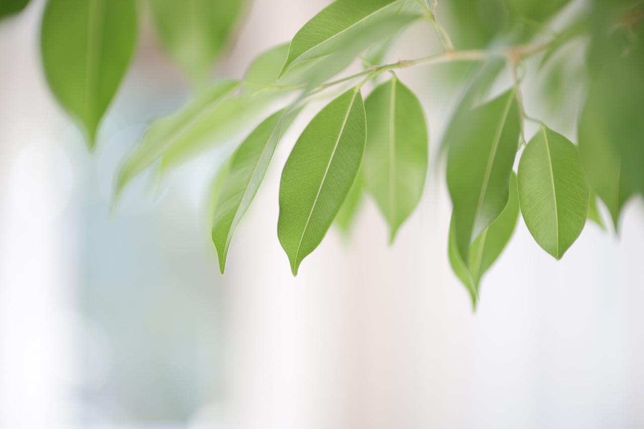 画像: 大口径レンズで試しているシーン。お高いレンズと比べると、ヌケが少し…と思わなくもないけれど、これはコレで表現が良いねぇ。色ズレもなく素晴らしい。 ■絞りF1.2 1/80秒 プラス1.7露出補正 ISO100