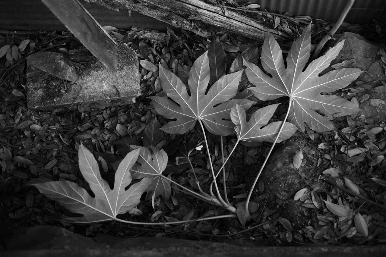 画像: 1段と少し絞ったF2.0でパチリ。めっちゃ写るね、ええやん。てか、最新レンズなのに絞りで遊べる性格なので「よくこのキャラで製品化が許されたな…」と。なんというか、振る舞いがキヤノンっぽくないよね。 ■絞りF2.0 1/160秒 マイナス1.0露出補正 ISO100