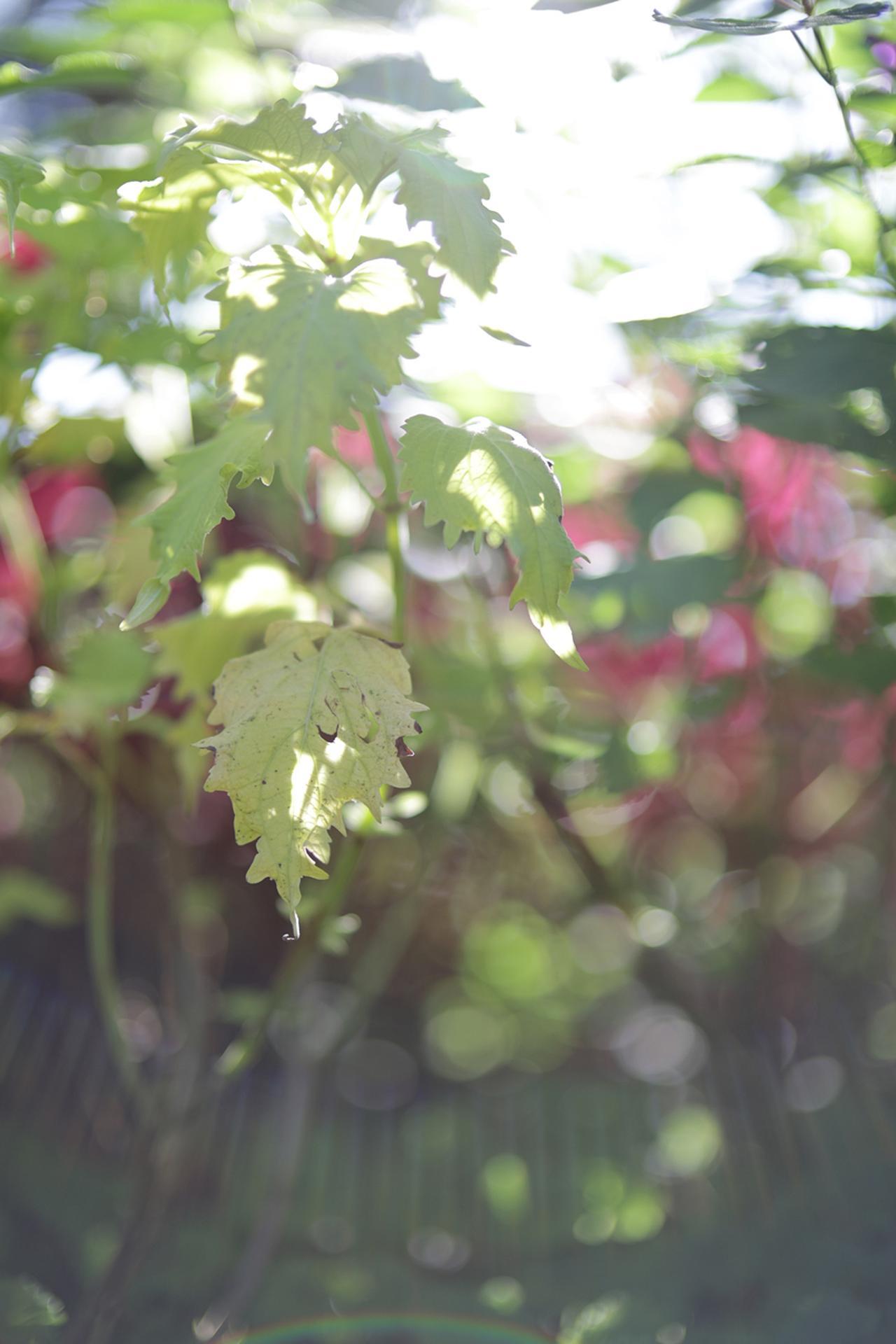 画像: 後述になりますが「シャワーゴーストがー」って言ってるヤツ。写真の下部に放射状の線が出てるでしょ? イジワルテストしている時のひとコマで、絞りを変えながら程度を見ていました。表現効果に使えそうな、そんな気がしなくもないね。攻め甲斐はありそうです。 ■絞りF1.4 1/640秒 プラス1.3露出補正 ISO100