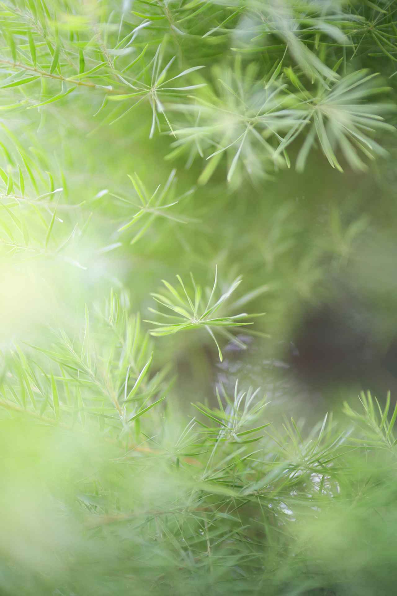 画像: もっと写らないと思っていた(失礼)辺りでのイジワルテスト。ほぼ至近端かつ開放絞りなのだけれど、予想より遥かに、というか普通に良かったので「おや?」となりましたよ。 ■絞りF1.2 1/320秒 プラス1.0露出補正 ISO400