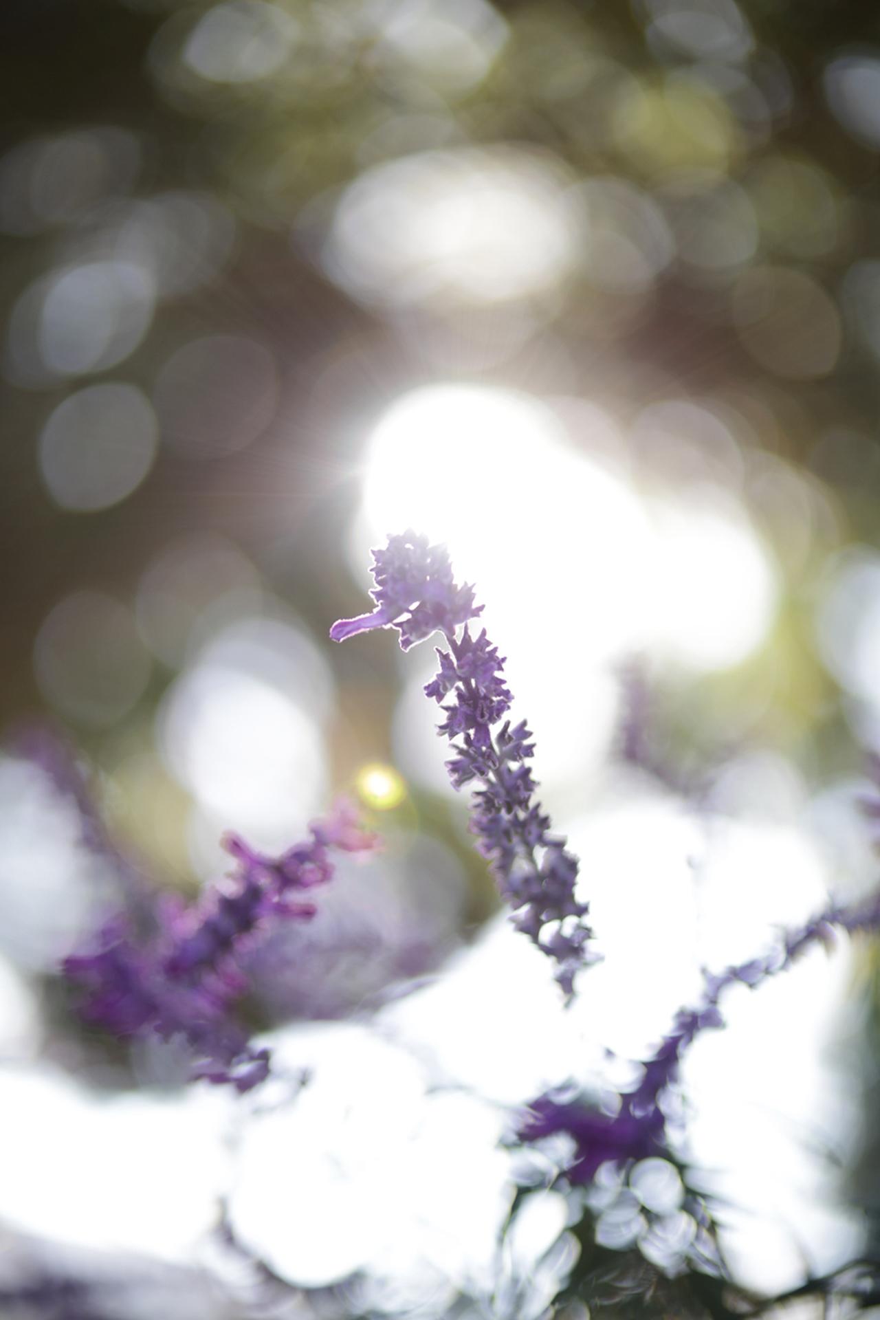 画像: 強い光源を写し込んだ場合に出る輝点(?)みたいな方は、センサーとか傷めないかなぁ…という方面でちょっと気になりました。「そういう撮り方すな」という話ではあります。これも、中央の明るい部分の周囲に盛大にシャワーゴースト出てますね。やっぱり表現に使えそうな気がする。 ■絞りF1.2 1/640秒 プラス2.3露出補正 ISO100