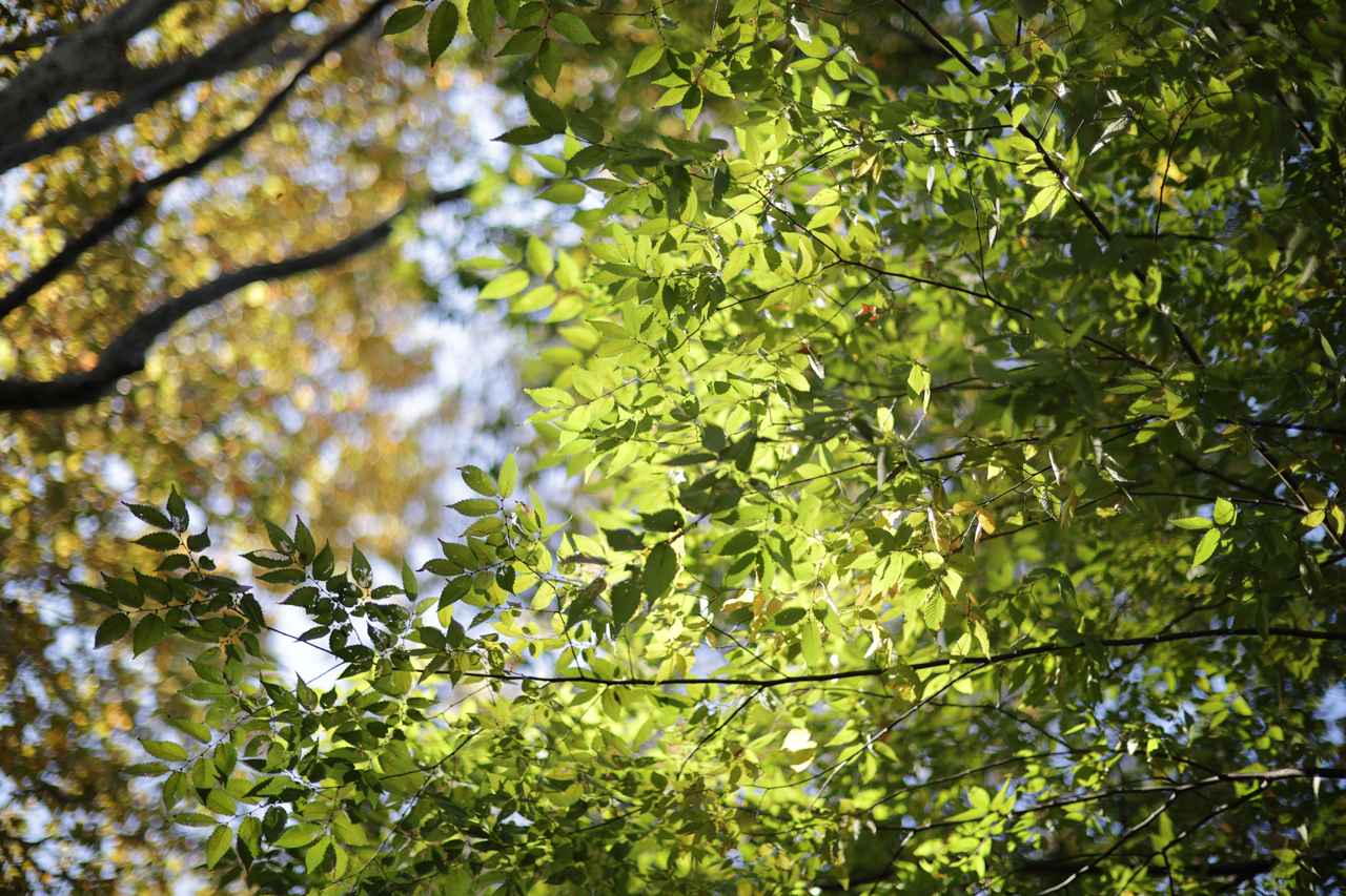 画像: 空気を読まない事を言えば、距離によってはボケの輪郭が強いね。ま、少し絞れば良くなります。全体的には「お前、本当にこの価格帯でのF1.2レンズなのか?!」と思わせる仕事っぷりにはビックリします。 ■絞りF1.2 1/1000秒 プラス1.0露出補正 ISO100