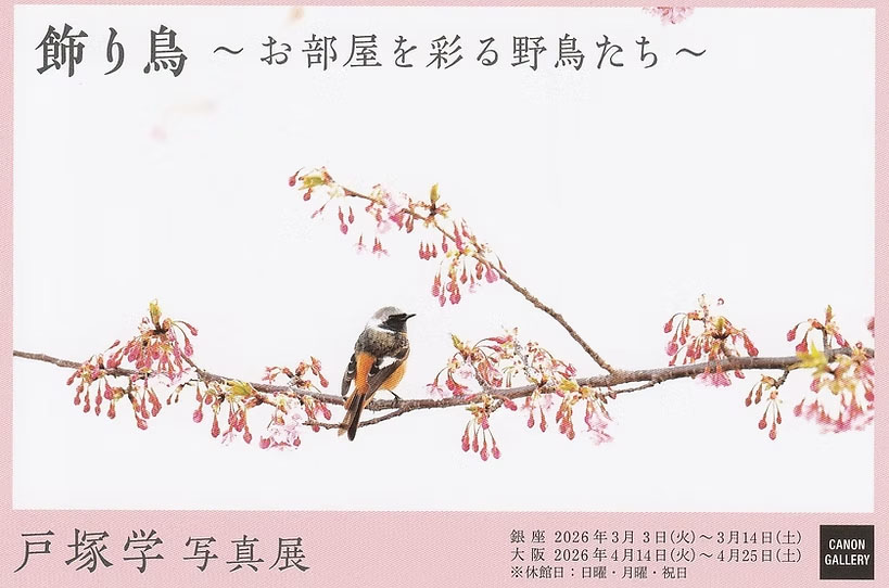 画像: 戸塚 学写真展「飾り鳥 ~お部屋を彩る野鳥たち~」がキヤノンギャラリー銀座で開催中。3月14日(土)まで。キヤノンギャラリー大阪では4月14日~4月25日開催予定。