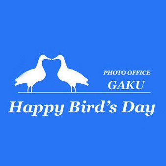 画像: 野鳥写真家 戸塚学のHappy Bird's Day | Photo Office Gaku | HOME