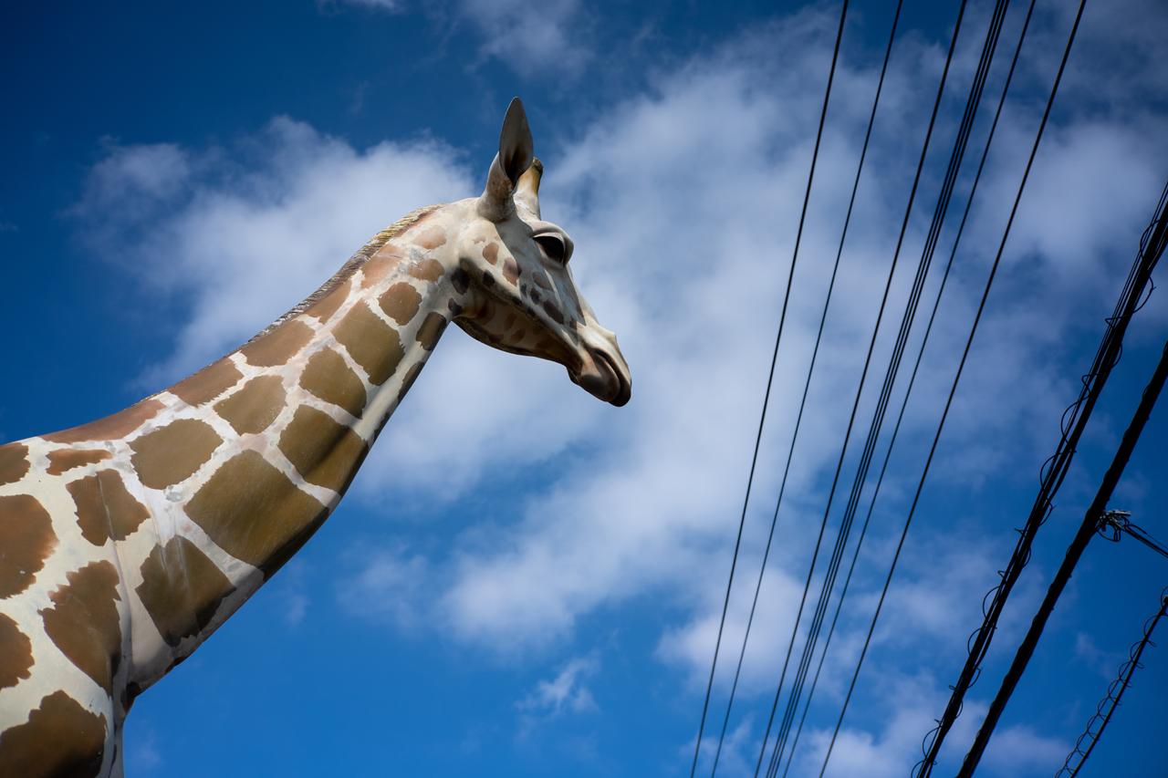 画像: 合焦点のシャープネスはとてもいい感じですね。F4あたりの描写でスキがなくなります。 ■絞りF4　1/4000秒　ISO100