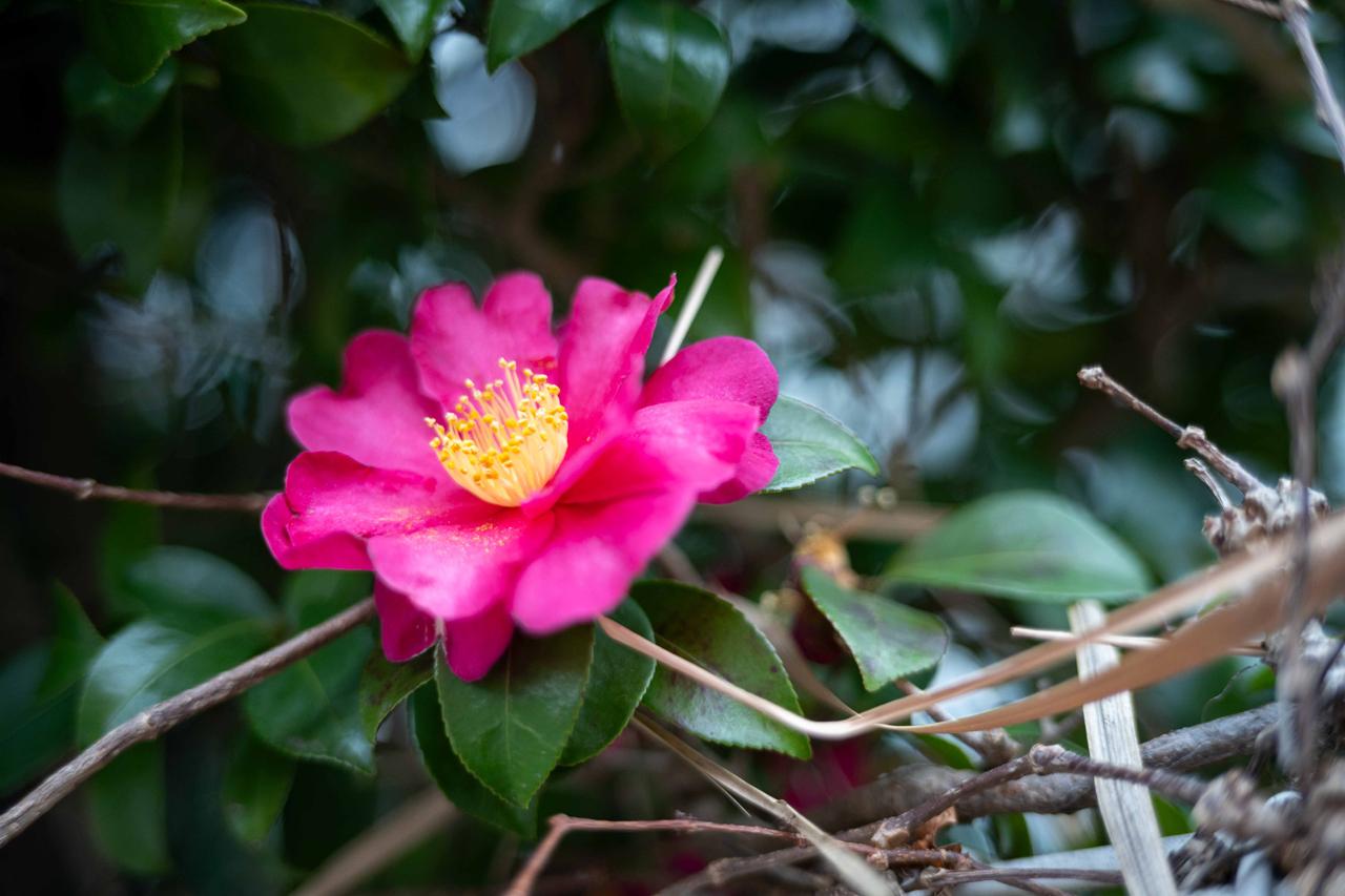 画像: この時期の代表的な花である山茶花です。曇天、絞り開放、至近距離撮影です。合焦点は軟らかく、背景のハイライト部分やエッジのボケは個性的ですね。 ■絞りF2　1/1250秒　ISO400