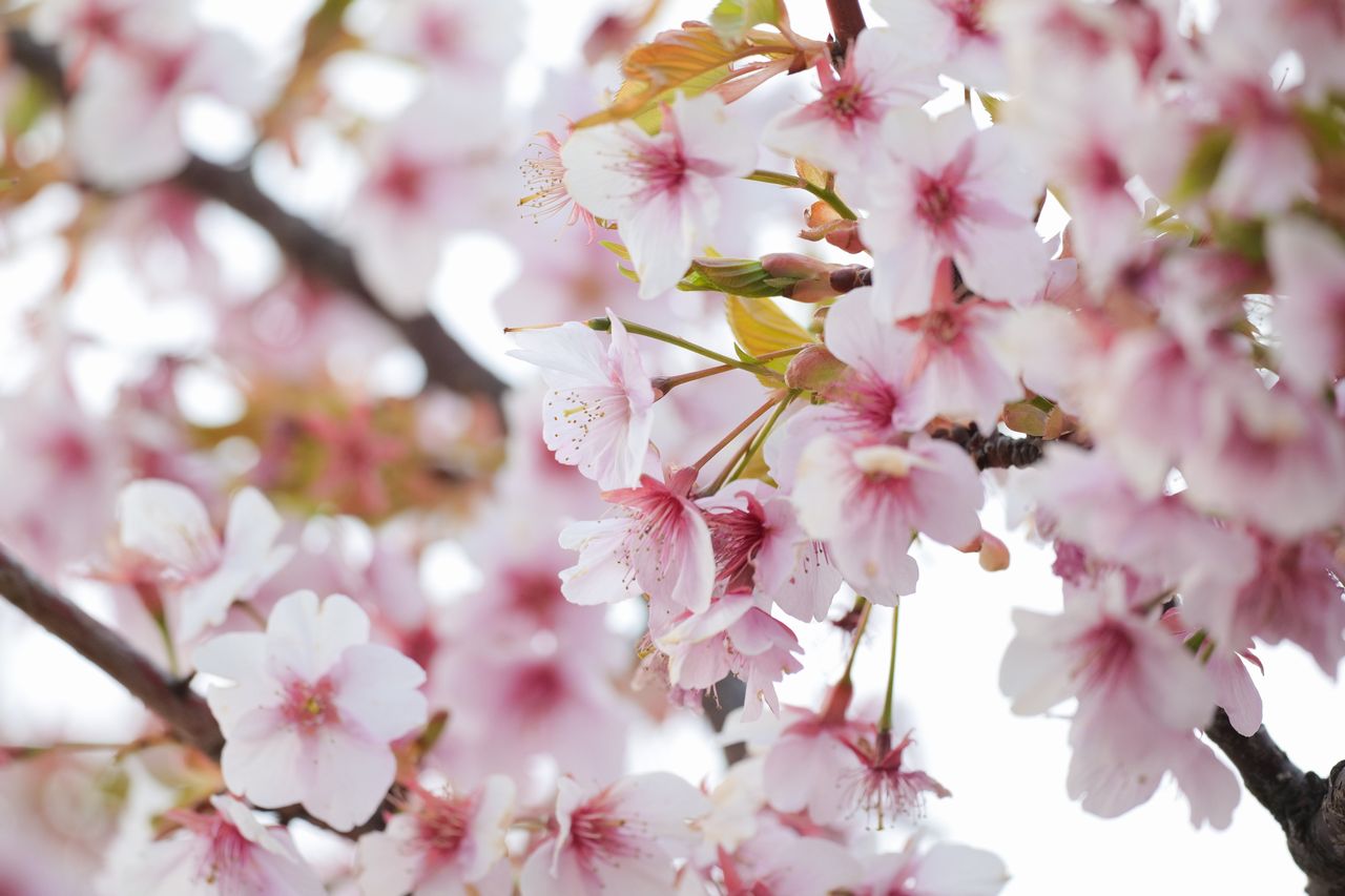 画像: ■パナソニック LUMIX S5 F5.6 1/640秒 プラス1.7露出補正 ISO1600 WB:オート 絞り優先AE 撮影/豊田慶記