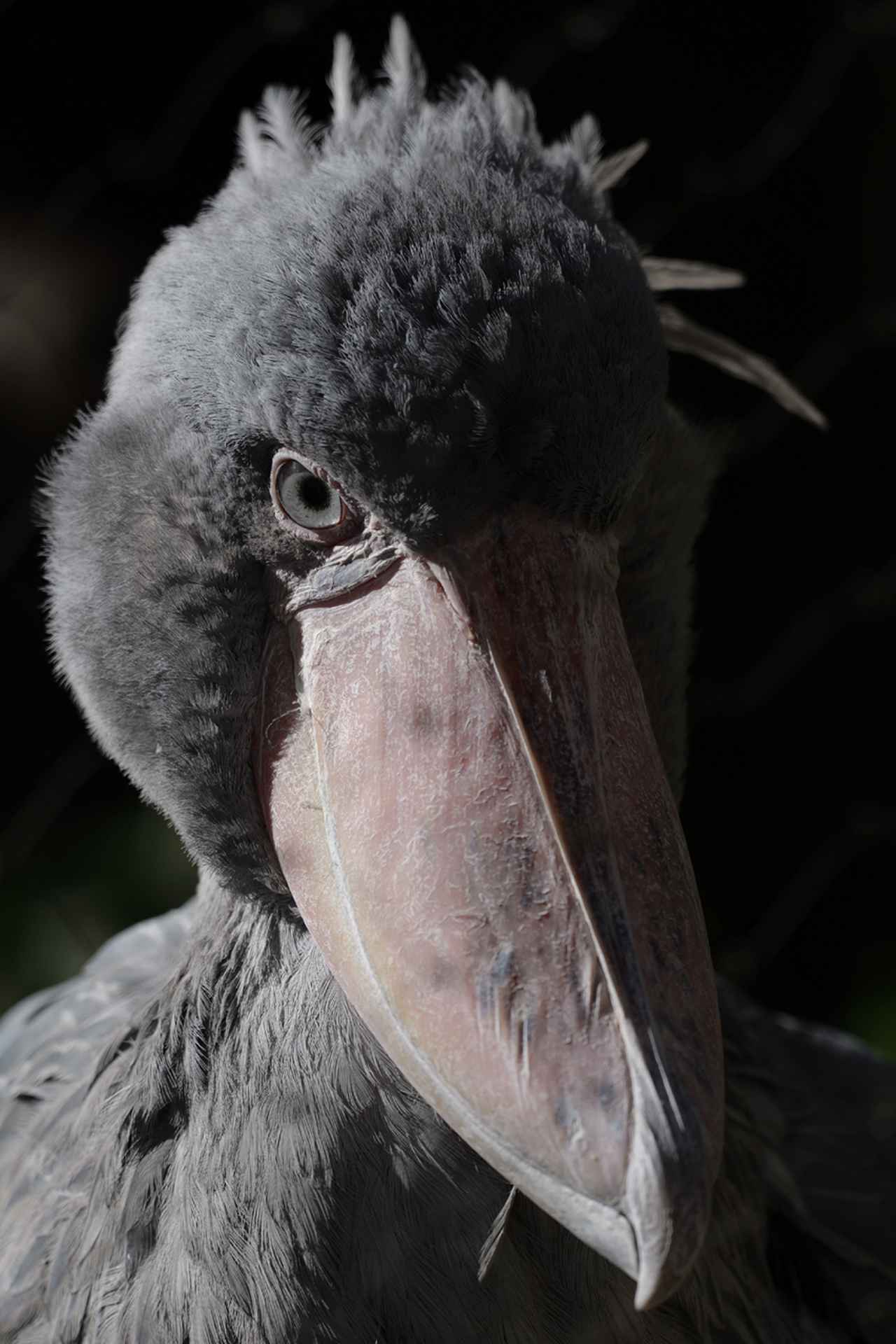 画像: ■パナソニック LUMIX S5Ⅱ 絞り優先AE(F6.3 1/500秒) マイナス0.7露出補正 ISO100 WB:オート ※テレコンバーター TC-2011使用 撮影/豊田慶記