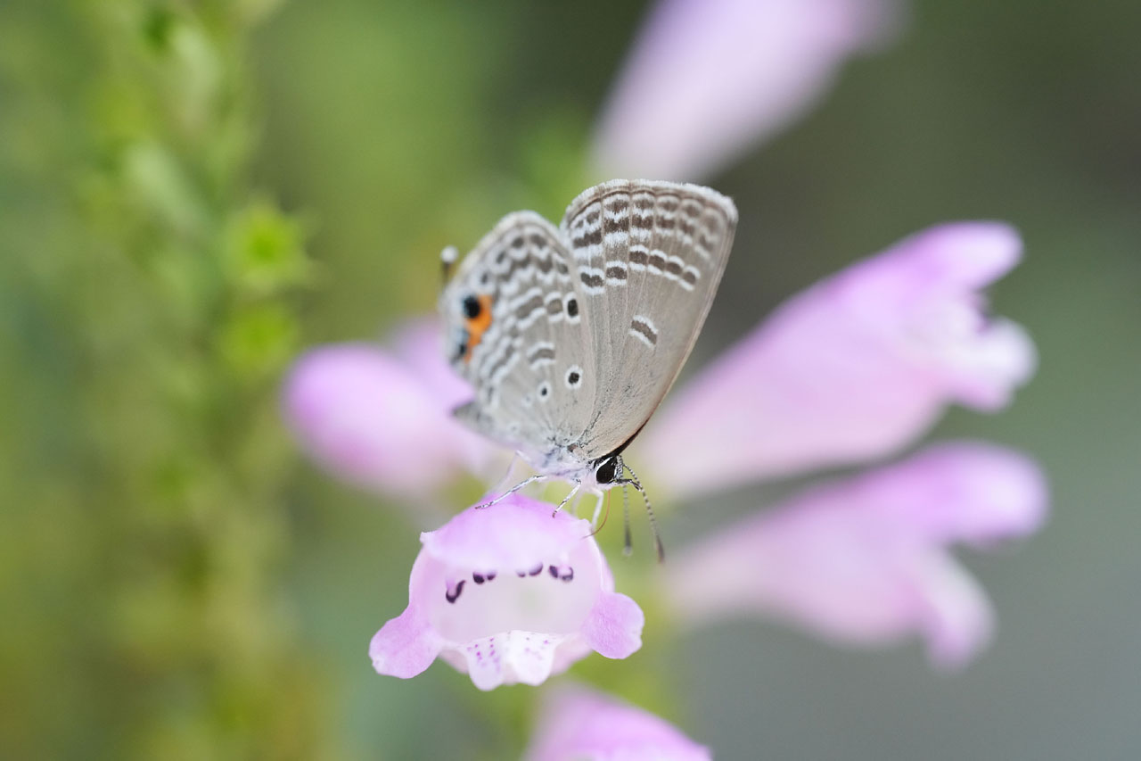 画像: ソニー α7C R　絞り優先AE　WB:太陽光　撮影/金城正道