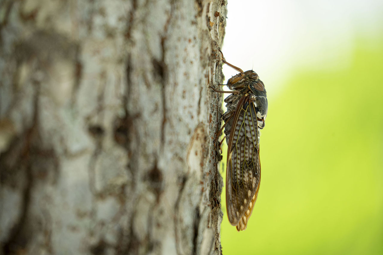 画像: ■絞り開放　1/400秒　プラス2.0露出補正　ISO400　撮影：金城正道