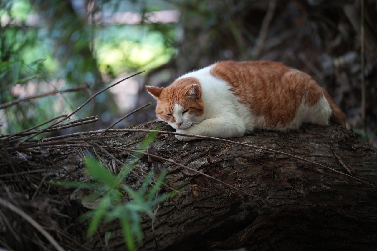 画像: ■ソニー α7 Ⅳ　絞り優先AE（F2.8　1/15秒）　マイナス0.3露出補正　ISO400　WB:オート　撮影：曽根原昇