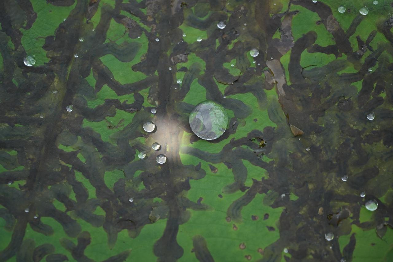 画像: ■ソニー α7 IV　シャッター速度優先AE（F6.3　1/500秒）　マイナス0.7露出補正　ISO640　WB:オート　撮影：豊田慶記