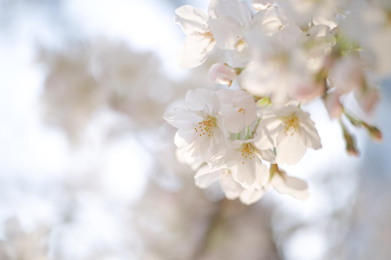 画像: ヘリコイドアダプタ込での至近端で、開放絞りでパチリ。全く問題ありませんでした。APO冠らしく、エッジの色ズレはナシ。このサイズでフルサイズのイメージサークルをカバーしているなんて、ホント不思議。比べたり、考えたりしちゃダメだけど、F2.8の標準ズームを持ち歩くことに疑問が生じちゃうね。 ■絞りF2.8 1/500秒 ISO400 ※フォトスタイル:ナチュラル