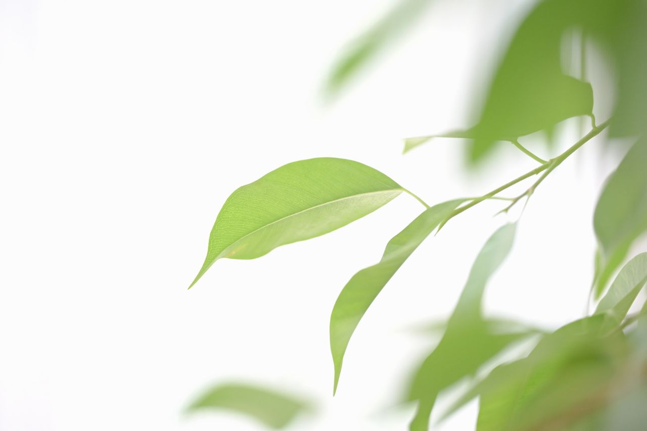 画像: 周辺まで、フリンジ的なことは何も起こりませんでした。 ■200mm時　絞りF2.8　1/400秒　プラス3.0露出補正　ISO2200