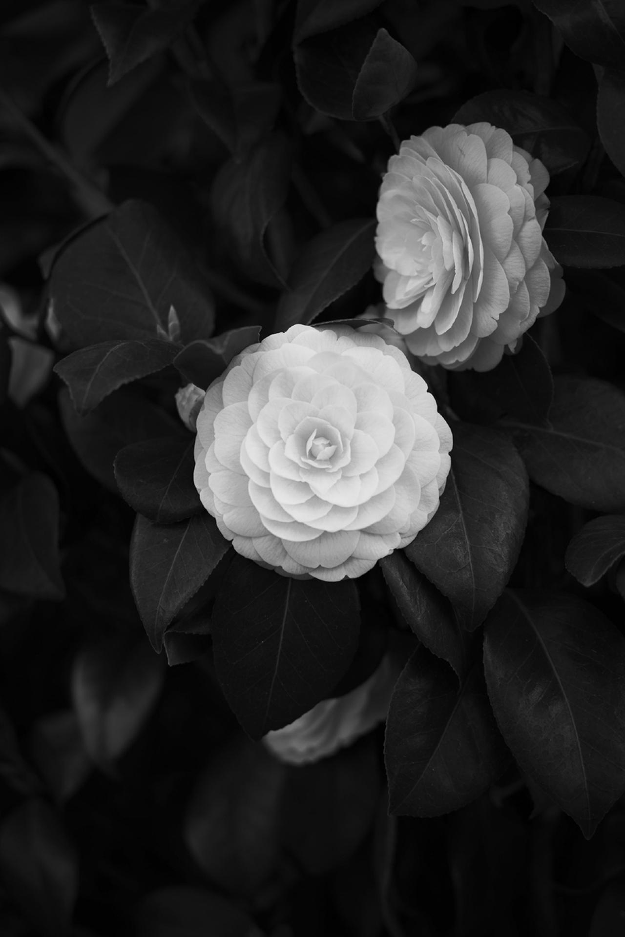 画像: レンズ本来の至近端(0.7m)でパチリ。御覧の通り、そこまでは寄れません。75mmっていうとズームレンズでソコソコ使う焦点距離だから…と思っていたけれど、実際に覗いてみると感じがちょっと違って見えて新鮮でした。それにしても軽くて小さくて良いね。悩ましいです。 ■絞りF2.8 1/200秒 ISO100 ※フォトスタイル:L.モノクロームD