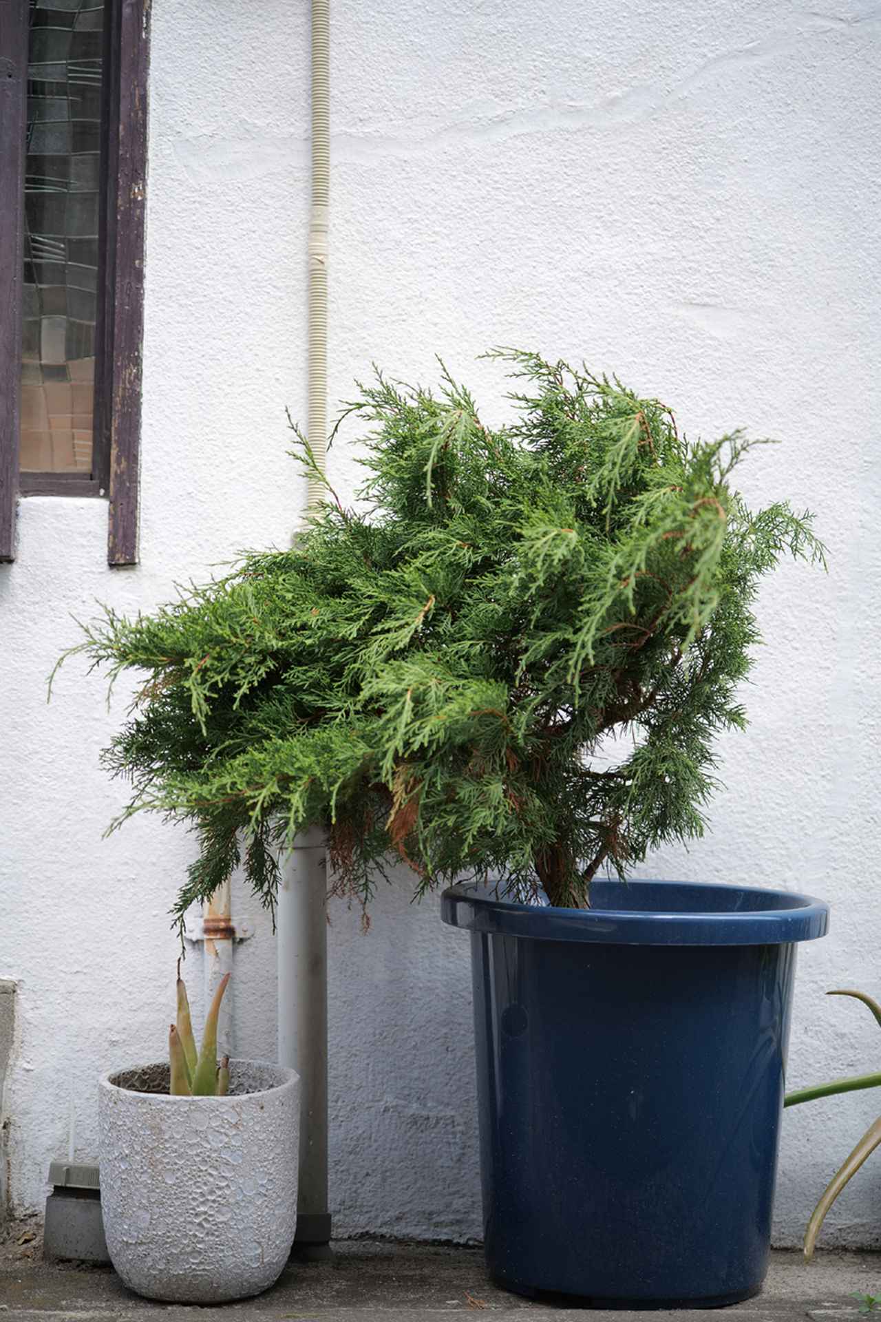 画像: 自分の好きな距離感で撮ると、S1のEVFのラグがモロに影響する感じがあって、撮ってる最中は結構苦戦していました。そんなこともあって、好きじゃないかも…って思ってたのだけれど、写りは素晴らしいし、試しにS5と組み合わせたらソコまで苦戦しなかったので、覗き心地が良いことで逆に気になってしまうこともあるんだな、という気付きがあって面白かったです。S1ⅡとかZ6Ⅲみたいな、(レフレッシュレートが)速いヤツとも組み合わせてみたいね。 ■絞りF2.8 1/200秒 ISO200 ※フォトスタイル:ナチュラル