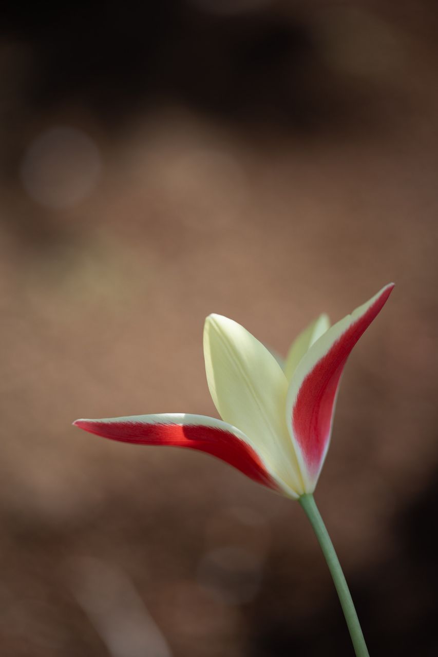 画像: 近接性が高いので、これがすっごく楽しい。あと少し寄れたら!!!　というストレスがないのは素晴らしいね。こういった接写シーンで、対象が風で揺れても余裕でAF追従できるし、全体として我慢の少ないレンズってところが魅力的。描写ウンヌンよりも、使い勝手の良さが印象的でした。 ■145mm時　絞りF2.8　1/2500秒　マイナス0.3露出補正　ISO100