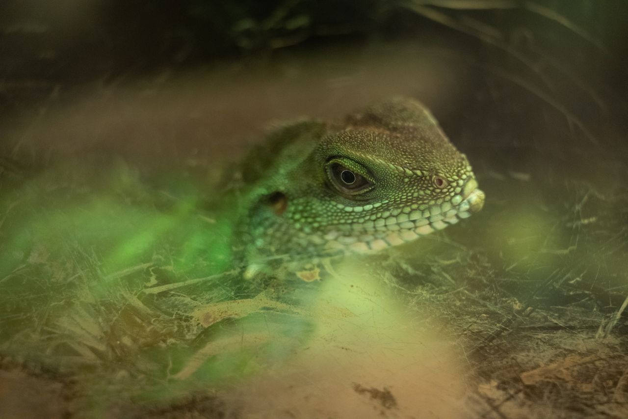 画像: トカゲの展示をパチリ。ほぼ至近端。どんな条件でも解像感はギンギン。1.4倍のテレコン付けっぱなしで運用すると100-300mmくらいの感覚でガンガンに使えそうなので、結構クラっと来ています。 ■200mm時　絞りF2.8　1/400秒　マイナス0.3露出補正　ISO5000