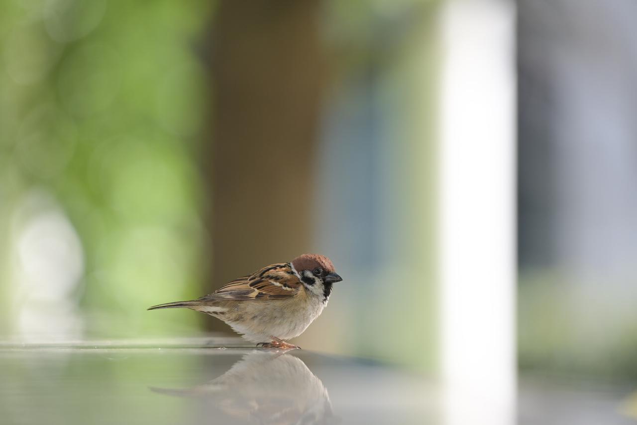 画像: DXクロップしてパチリ。コレ1本で万能って感じの使い勝手の良さ。やはり軽さは正義。写りで言えば、ヌケの良さがスゴイ。従来型のボケ味が悪い訳ではありませんが、本レンズの方がなんとなくキレイな感じはします。ただ描写性の違いは誤差といえば誤差。従来型も十分以上に良いからね。使い勝手の差が著しいです。この使い勝手を体感すると写りの差なんて評価の土俵に上がってこないよ。 ■200mm時　絞りF2.8　1/400秒　プラス1.3露出補正　ISO180