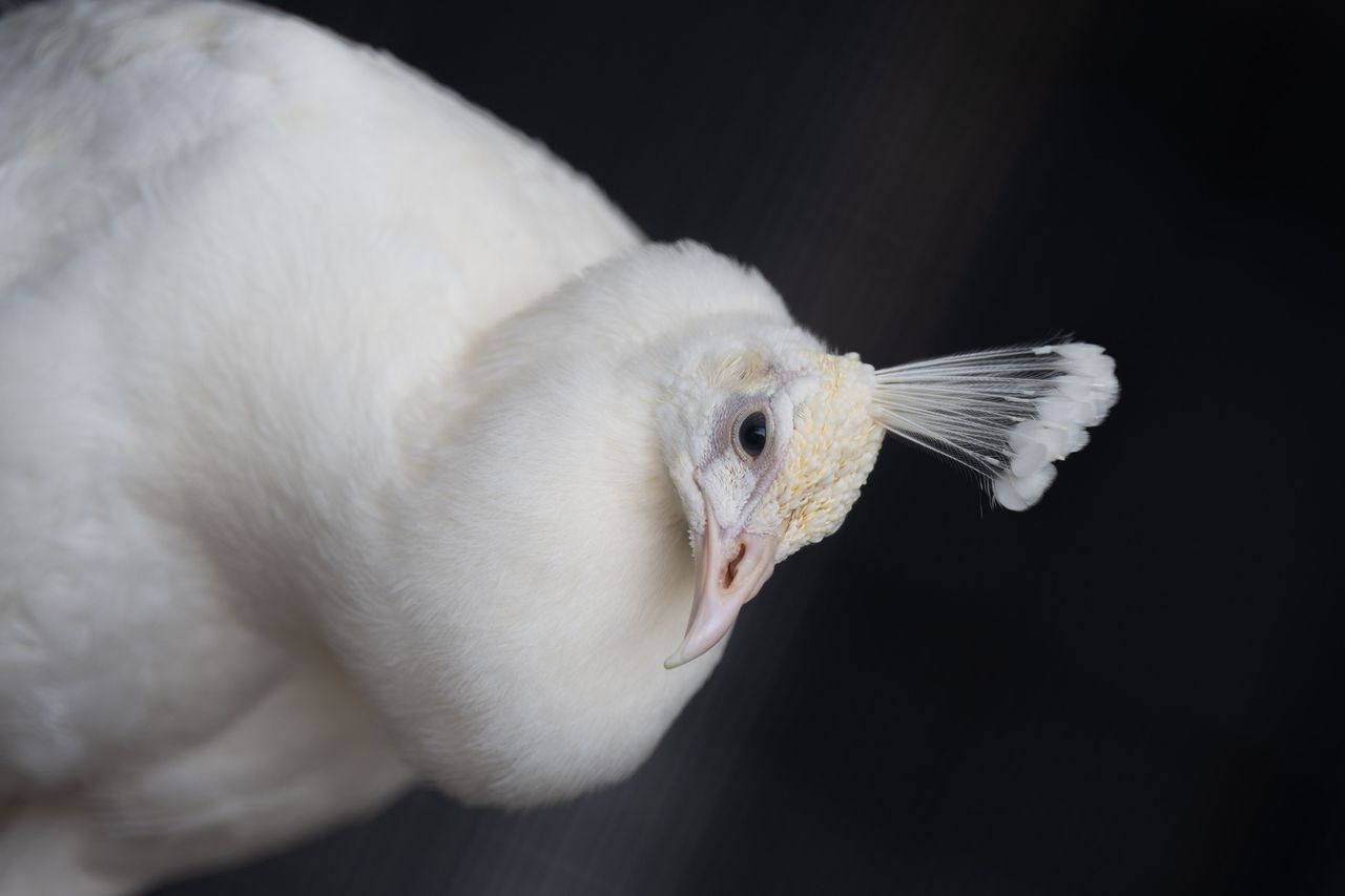 画像: 檻越しとは思えないちょっとビックリの切れ味。AFレスポンスがとても軽くてストレスフリーだけど、AFが迷った時は高速でピントが迷うので、ボディ側の性能が追いついていないことが気になっちゃいました。 ■200mm時　絞りF4.0　1/400秒　プラス0.3露出補正　ISO360