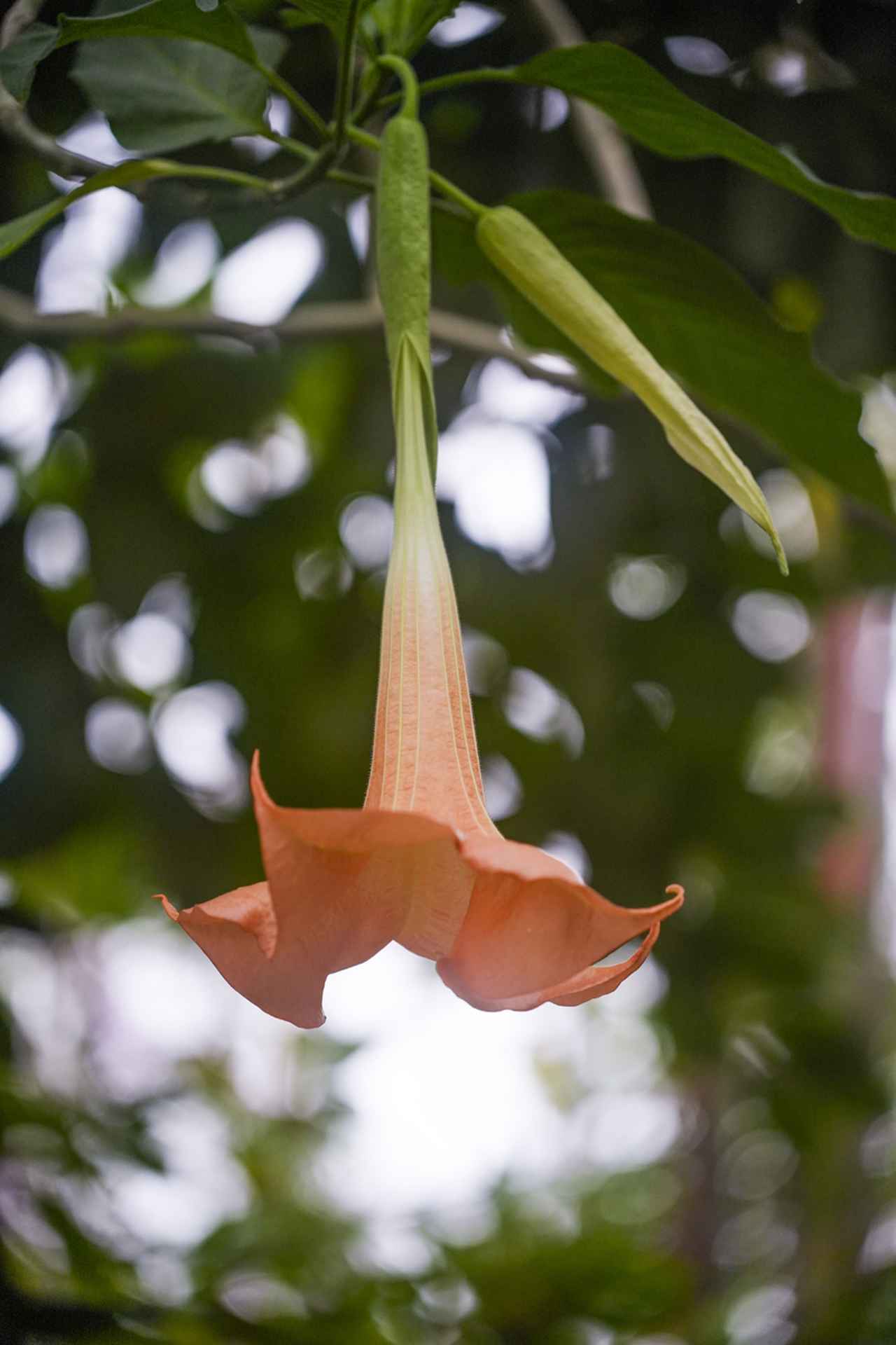 画像: テレ端 玉ボケの状態をチェック。ピントの合っている被写体までの距離は1mちょっと。これは「グルグルぼけ」といえる。この状況では、周辺部に限らず、像高の割合い低い位置でも周辺部のケラレによる口径食が見られる。（像高＝画面中心から周辺方向への長さのこと。低い＝画面の中心に近い。高い＝画面の隅に近い） ■絞り優先AE(F2.8）　マイナス0.7露出補正　ISO800　WB:オート