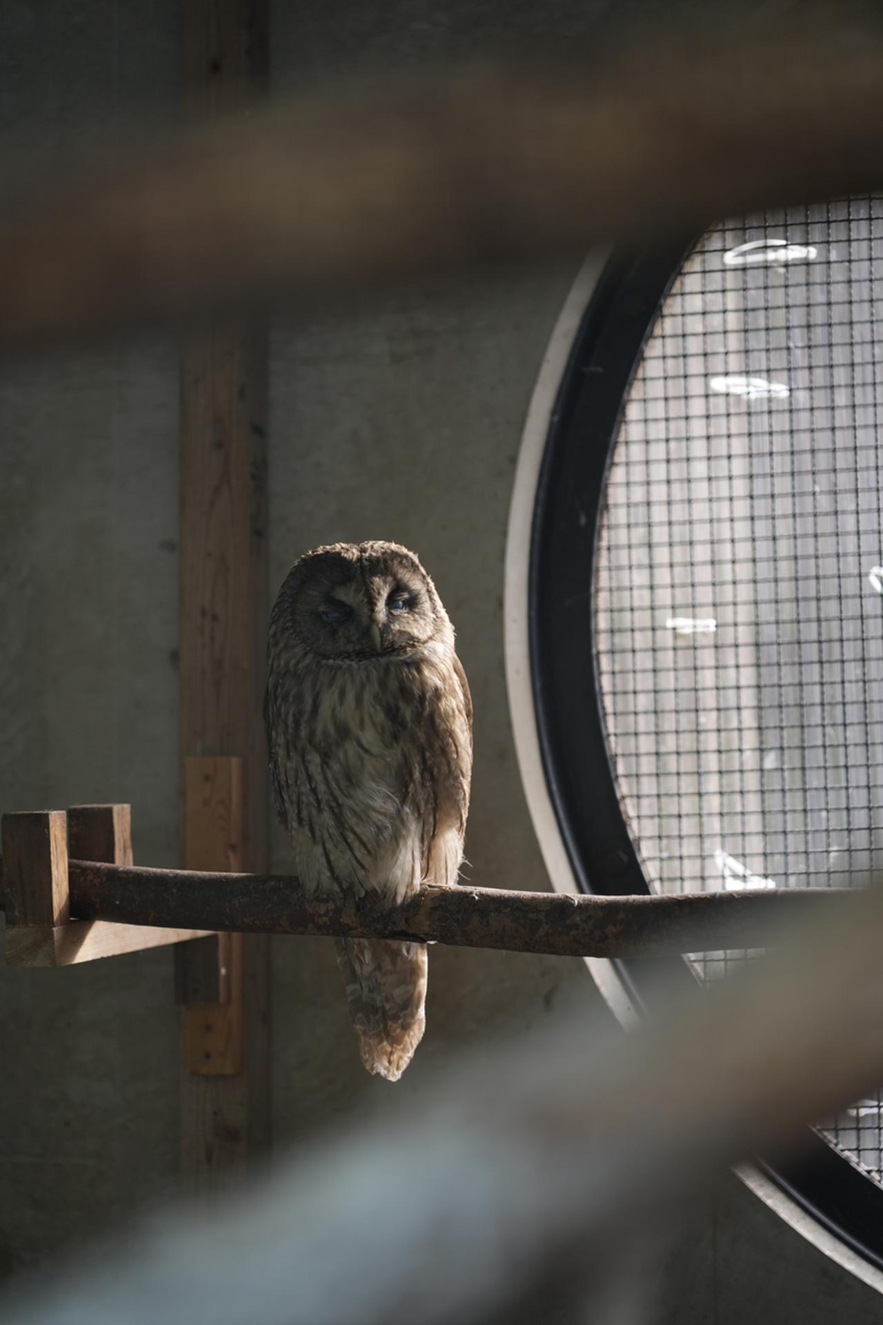 画像: ●テレ端 SNSで人気になった子ザル「パンチ君」のおかげで大混雑中の市川市動植物園の人ごみの少ないフクロウ舎にて。動物園で目標物を大きく捉えるには100mmでは実はちょっと足りないのだが、まあ狙ってみました。トリミング耐性や暗所描写をみるために。どちらもかなりいいぞ！　距離およそ3m。前ボケの感じもこれでわかる。 ■絞り優先AE(F2.8）　マイナス0.7露出補正　ISO320　WB:オート
