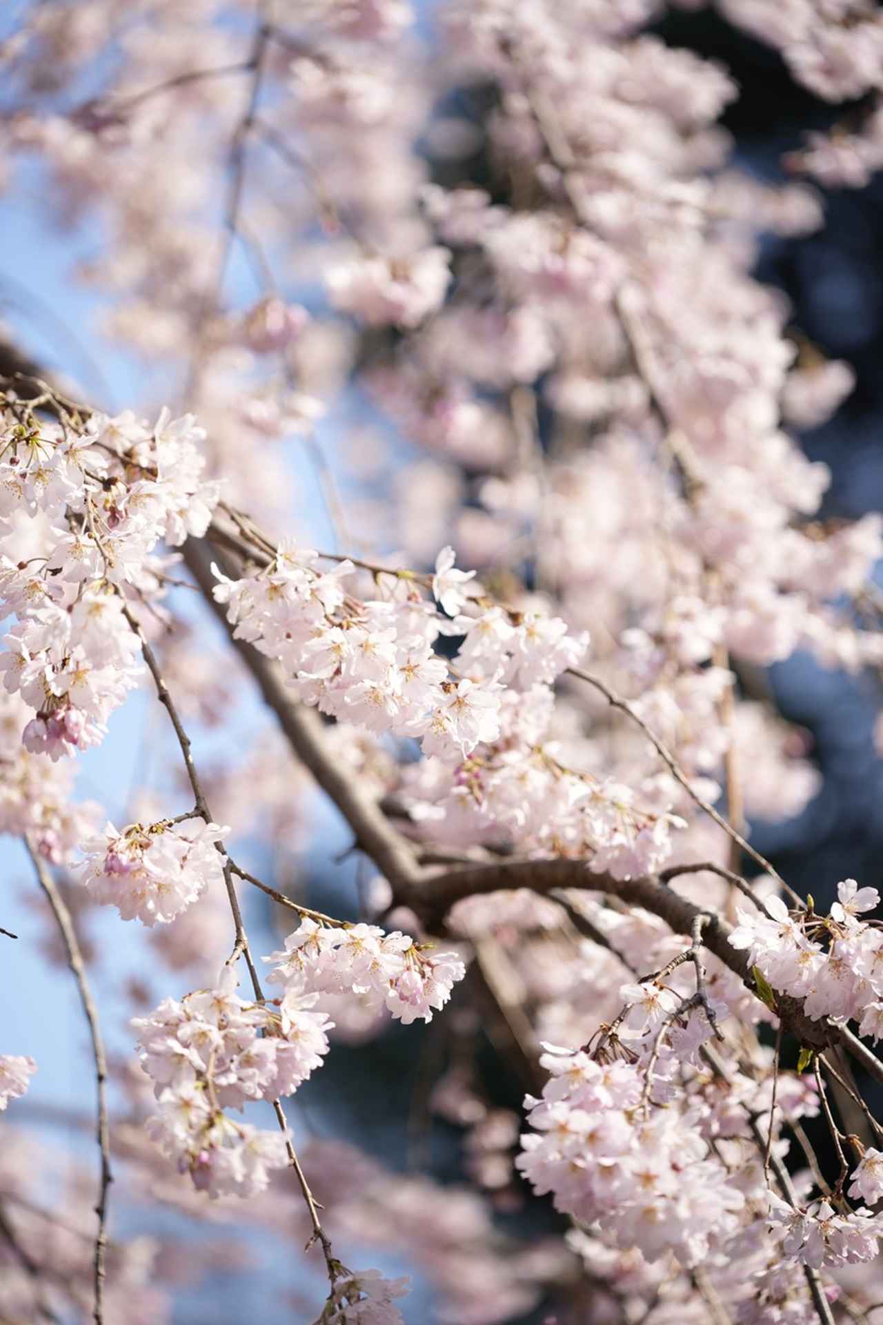 画像: ●テレ端 主被写体と背景との距離をうまく取ることができれば、風景の切り取り撮影でも背景をきれいにぼかすことができる。 ■絞り優先AE(F2.8）　プラス1.3露出補正　ISO100　WB:オート