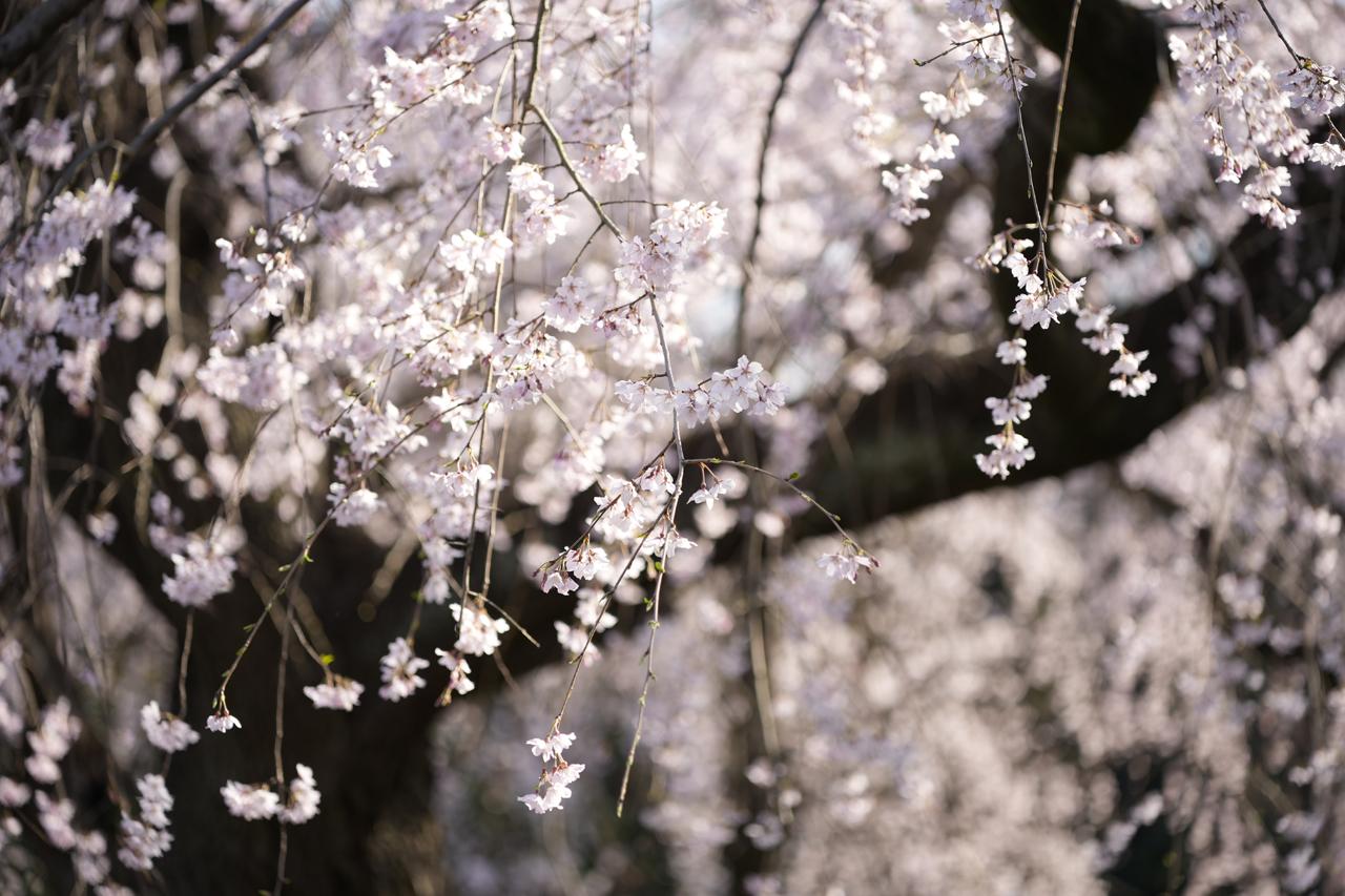 画像: ●テレ端 この作例は筆者的には「失敗例」としてみてほしい。主被写体と背景との距離を充分にとることはできたが、ボケの対象となった被写体（桜の花）が小さく、大きな塊のボケにならなかった。またそれぞれの小さなボケも輝度が高く独立した点光源のような状態になったため、筆者的には好ましくない、いわゆるハデな「グルグルぼけ」の写真になってしまった。 ■絞り優先AE(F2.8）　プラス1.3露出補正　ISO100　WB:オート