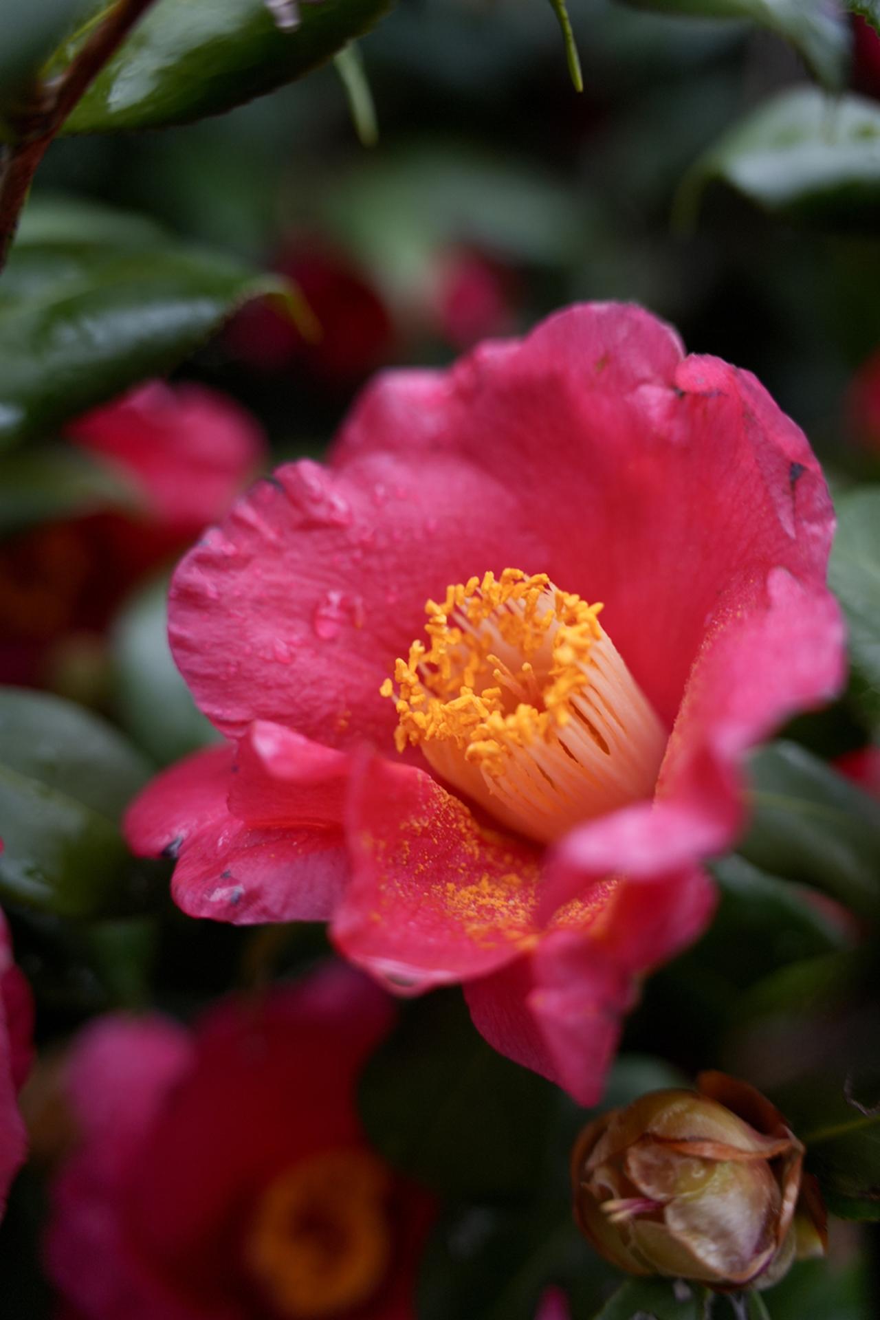 画像: ●最短撮影距離 本機の最短撮影距離22cmかつ最大撮影倍率1:3.3はワイド端35mmで出る。いっぽう、テレ側の最短撮影距離は65cmと、使っていて「おや？」と思う程度に遠く、我が身に初期の老眼を感じた時のような寂しさを一瞬覚える。 ■絞り優先AE(F2.8）マイナス0.3露出補正　ISO800　WB:オート