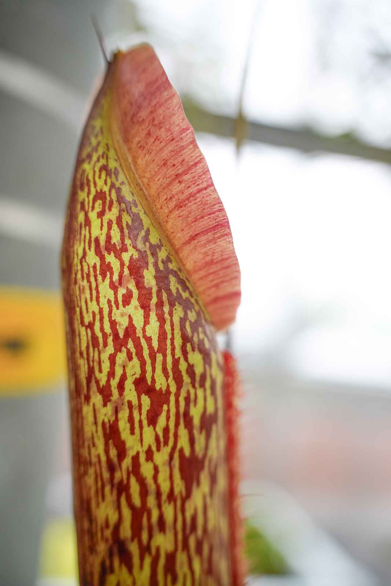 画像: ●最短撮影距離 ふたたび最短撮影距離での作例。描写はソフトながらも緻密で繊細。解像性能は非常に高い。ジャストピントの位置からのボケ方はややフレアがかって美しく、「ゾクッ」とするような立体感がある。ボケの対象をうまく選べれば素直で美しい写真が撮れる。被写体は食虫植物ウツボカズラのでかいやつ。こわっ。 ■絞り優先AE(F2.8）　プラス0.7露出補正　ISO800　WB:オート