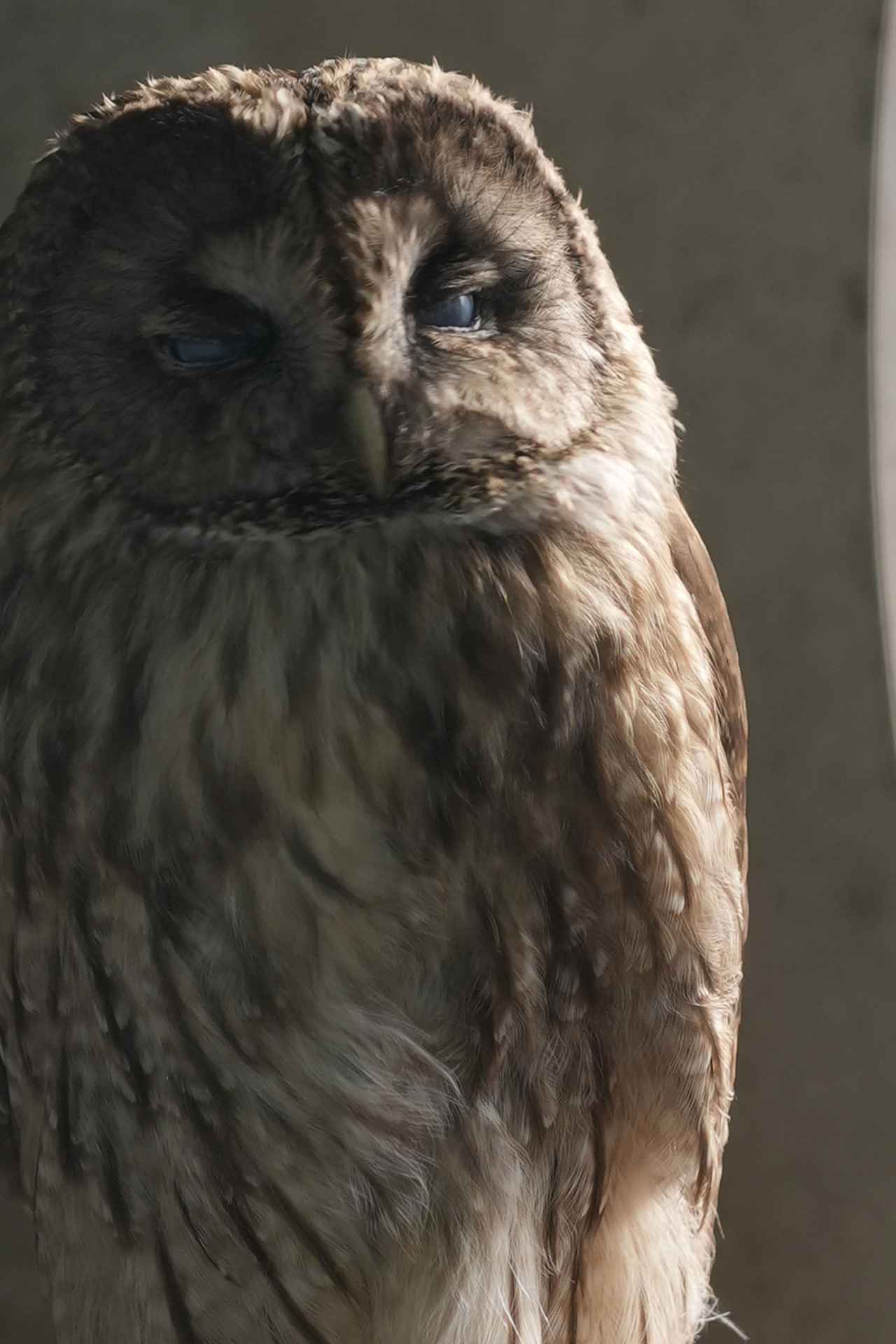 画像: フクロウ作例の拡大。オリジナルが7008x4672ピクセルで、そこから切り取ったこの画像が1809x1206ピクセルなので、都合387%拡大ということになる。少しだけ動体ブレはあるがフクロウの微細な羽毛がカッチリと捉えられていて、この拡大状態でもそのまま使用に耐える解像を叩き出している（フルHDレベルでピクセル等倍に近い画像だから、用途によってはそのまま使える）。