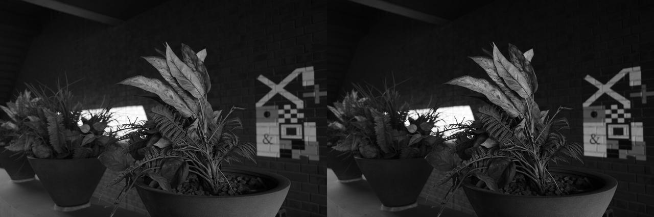 画像: ●スタンダード（左）とソリッド