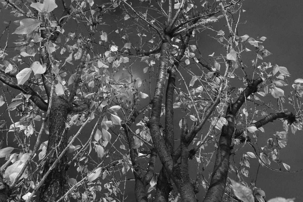 画像: しろくろかめら 第9回（岡嶋 和幸） | PENTAX official