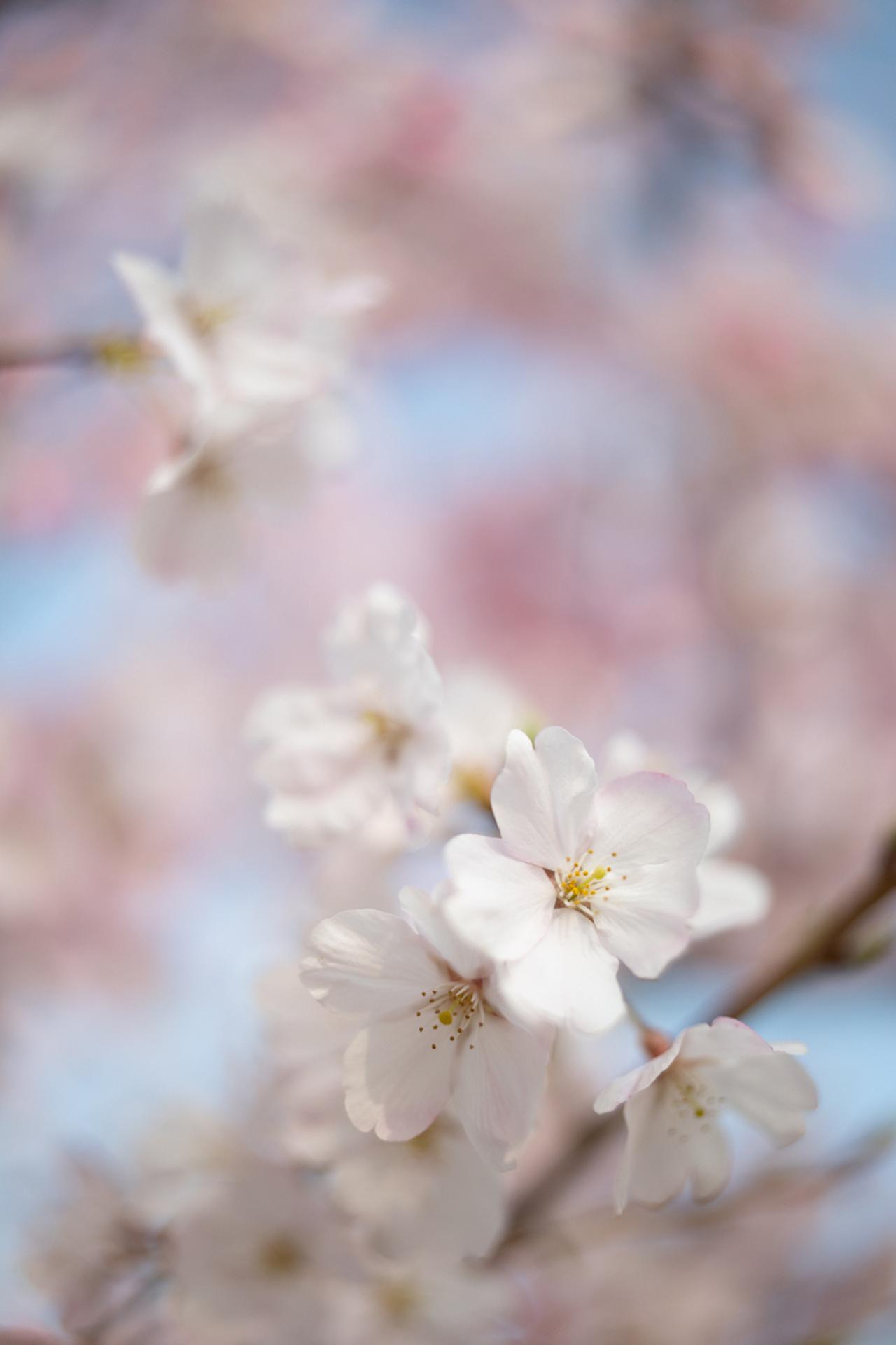 画像: 朝方、中之島の川沿いに咲いていた桜を開放F1.4で撮影。軸上色収差の補正効果が発揮されており、フリンジの「フの字」も見られない。至近性能向上の効果が存分に発揮されており、これだけ混み合った背景ながらすっきりとした印象なのは、本レンズの完成度の高さを感じさせる。 ■絞りF1.4　1/8000秒　ISO100