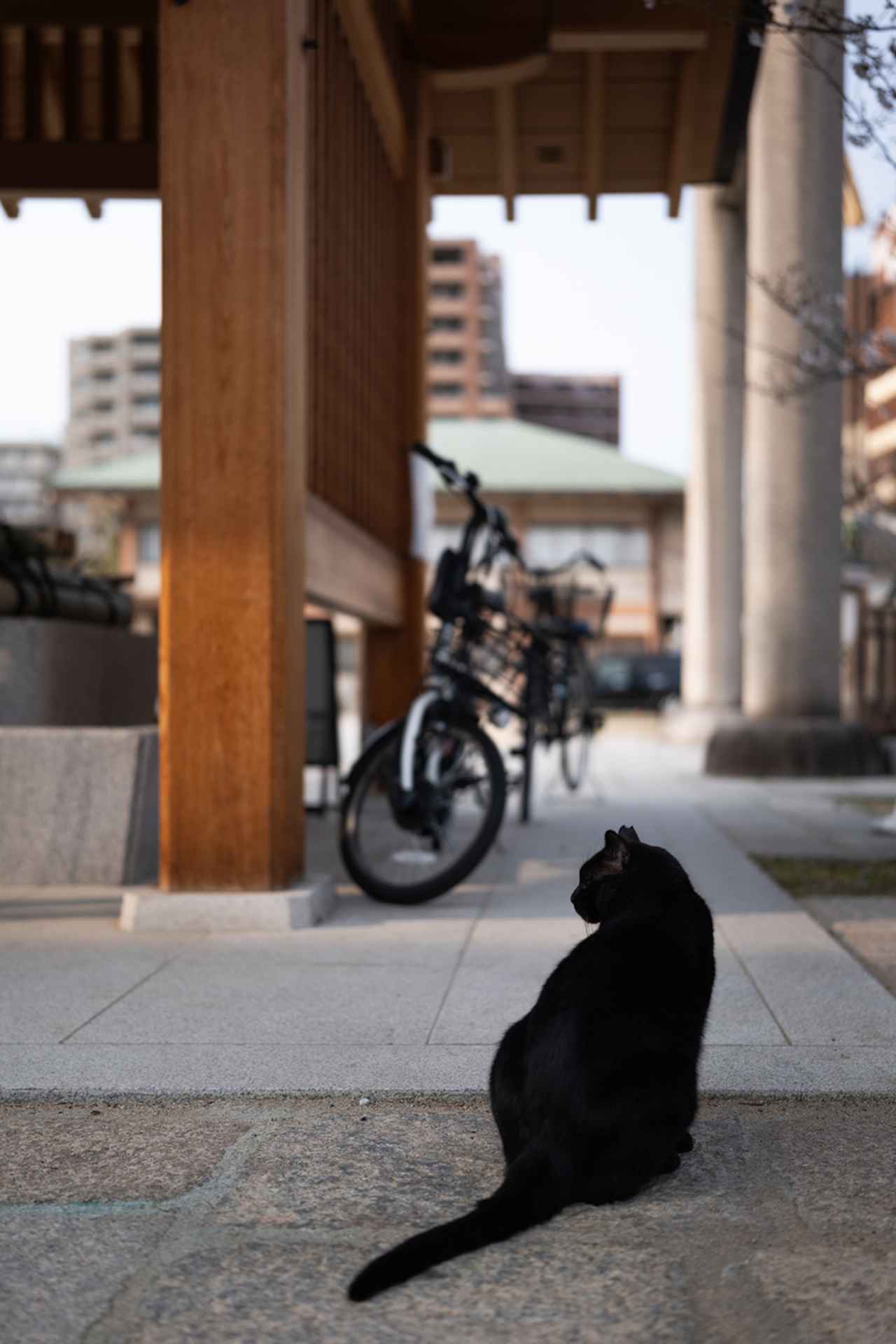 画像: いわゆる「地域ネコ」だろうか。黒つぶれしやすい被写体でありながら、傾きかけた日差しのなかでも猫の毛並みをしっかりと捉えている。絞り開放でこれだけ「線が細く」描けるということは、光学設計の完成度がそれだけ高いということの証明ではないか。スナップにおいて開放のまま迷わずシャッターを切れるという安心感があるのだ。 ■絞りF1.4　1/2000秒　ISO100