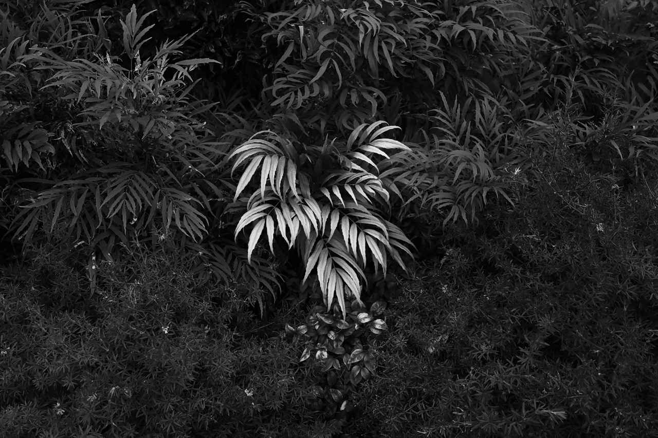 画像: ■プログラムAE（F5.0　1/60秒）　マイナス1.3露出補正　ISO2000　WB:オート　ピクチャースタイル：モノクロ　Photo:豊田慶記