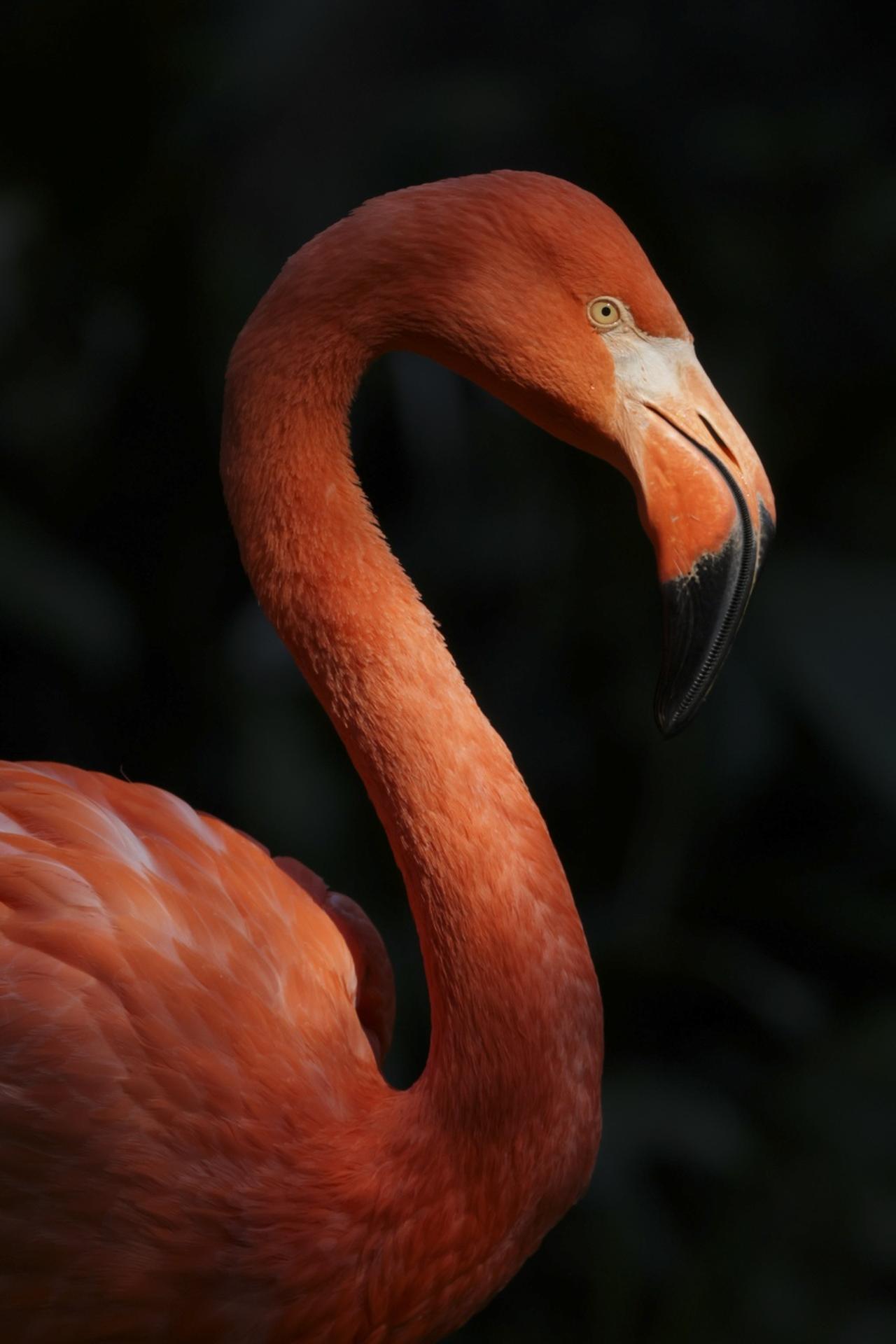画像: ■RF100-500mm F4.5-71 L IS USM+エクステンダーRF2x使用　シャッター優先AE(1/640秒　絞りF13)　ISO2000　WB:太陽光　※撮影はデモ機によるもの