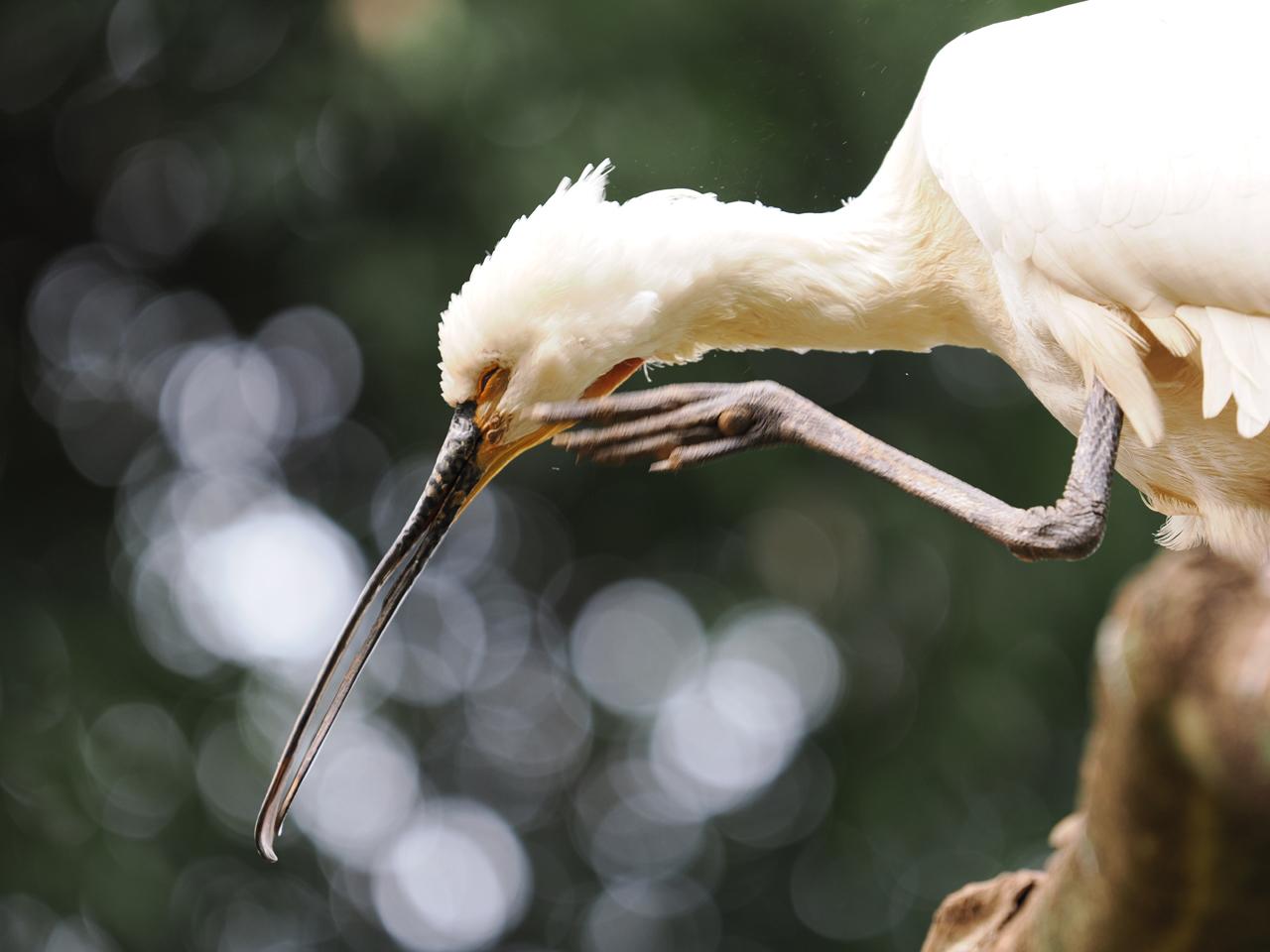 画像: 動物園のフライングケージ内での「シロトキ」のアップ。背景の木漏れ日の玉ボケが、口径食の影響で周辺部ほど歪んでいるが、程度は良好といえる。この程度であれば、本作例のように玉ボケを画面中心部に寄せたり、少し絞って形状を整えたりなどのテクニックでカバーが可能だ。 ■200mm(400mm相当)1/200秒 ISO400