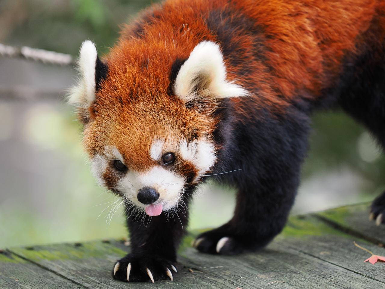 画像: 撮影距離およそ3メートル。動物園にしてはけっこう近い距離で撮れたが、ピント面も相当に薄い。その合焦部のキレ、そこからなだらかにボケてゆくサマは、すばらしい! ■200mm(400mm相当)1/400秒 ISO1600い
