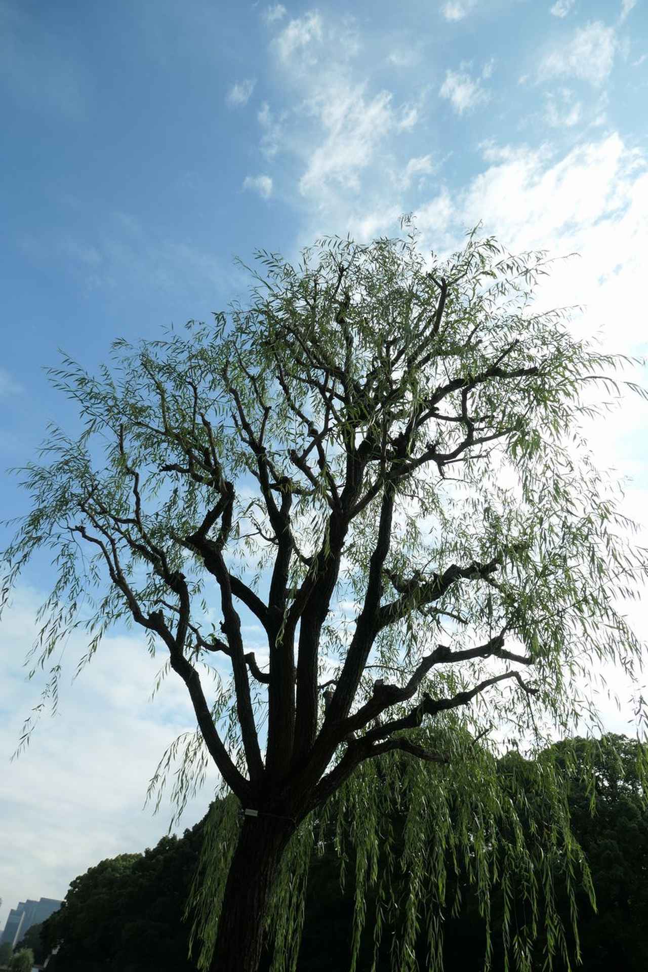 画像: 広角端の活用例。旅の記録カメラとして考えると、立ち止まったその場所から動かずして、被写体を好きなサイズで写しやすい高倍率ズーム機は便利だ。いくら写真撮影が楽しくたって、足で稼ぐ元気がないときもある。人間だもの。 ■24mm相当　プログラムAE（絞りF4.5 1/800秒）　ISO125