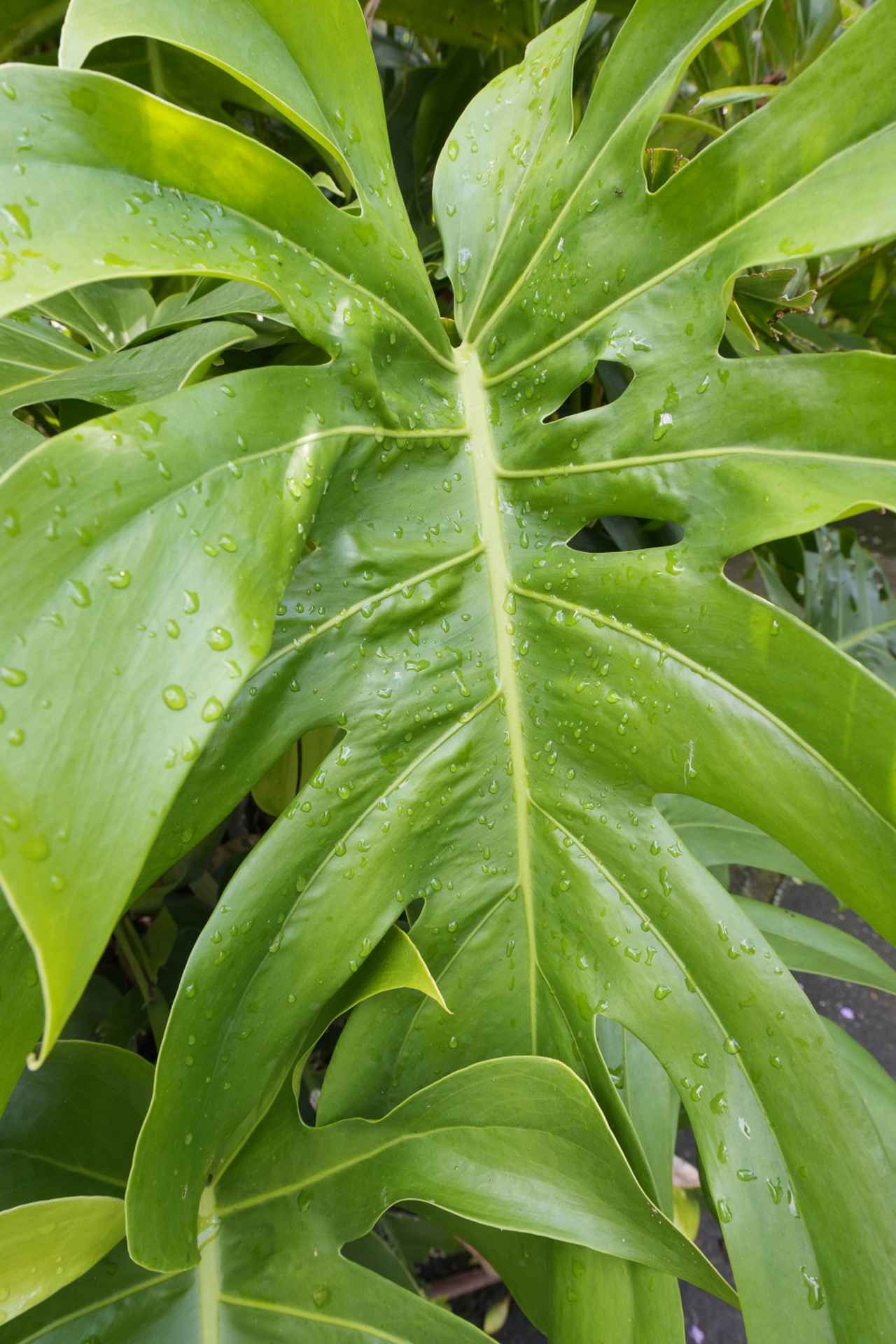 画像: 見事な観葉植物のモンステラに出会った。このような絵柄の写真を、なにも20㎜の超広角で撮ることもないのだが、標準ズームやマクロレンズで撮ったのとは何かが違う。植物の生命力の強さが写っているような気がしてならない。被写体とレンズとの距離が関係しているのだろうか？　大伸ばしのプリントにして眺めてみると何かわかるかもしれない。（沖縄・東南植物楽園） ■20mm　絞り優先AE　F5.6　1/160秒　ISO500
