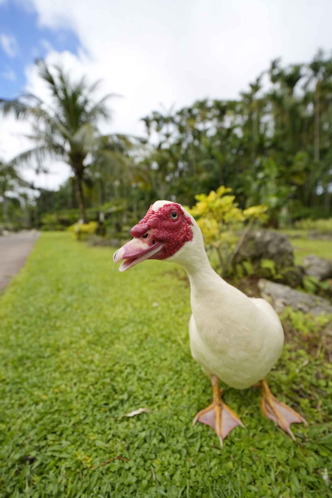 画像: 超・超広角のモデルにはうってつけの、この人なつこい鳥は「バリケン」という種類のアヒルなんだそう。アヒルの顔までレンズ前玉の直前20センチもない距離だが、怖がりも逃げもせずのんきに歩いて楽しそうに写ってくれた。絞ってパンフォーカスより、開放で背景をボカしたほうがアヒルの表情が生きた。本機の絞りリングは、シャッターを切りながらでもそんな操作をスムーズに行えて、静止画でも使いやすい。（沖縄・東南植物楽園） ■16mm　絞り優先AE　F2.8　1/16000秒　ISO1250　プラス0.3露出補正
