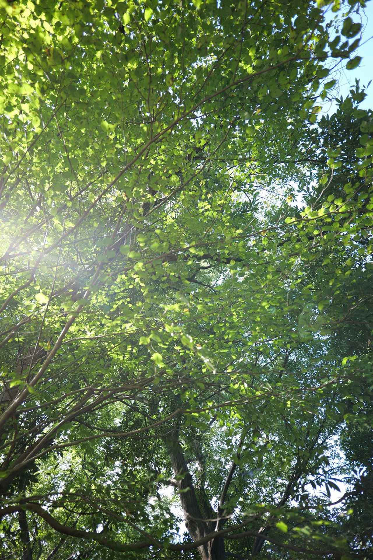 画像: 最近のレンズにしては、あんまりよくない。だけど、表現のツールとして楽しそうと見ることもできます。評価が分かれそうだなと思いました。ちなみにこれは序章です…。写りは、20mmにしては周辺まで頑張ってるなーって感じ。やはりカモメレンズ？　色ズレしてるけどLrC（Lightroom Classic）ですぐ消せるからね。 ■絞りF3.2　1/200秒　プラス0.3露出補正　ISO400　※フォトスタイル：スタンダード