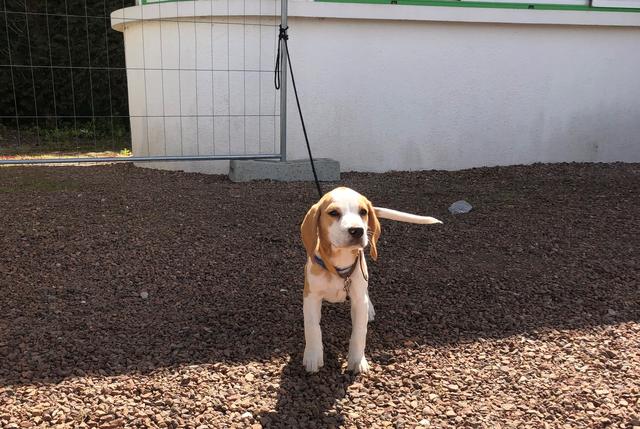 画像: ルトゥケの会場にいた犬。でも和やかな雰囲気はピッチ外だけ(写真◎日々野真理)