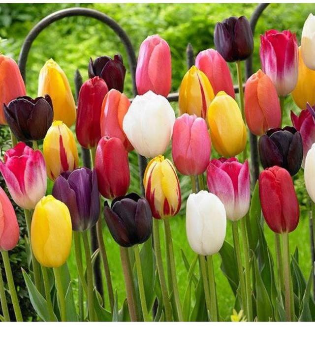 画像: チューリップの花言葉