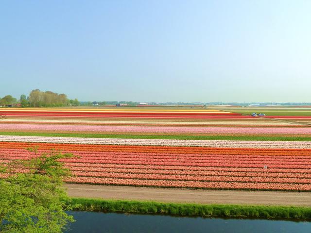 画像: 渡欧したチューリップが、世界初のバブルを生んだ!