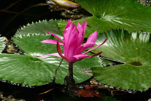 画像: ヘーヴィーズ温泉に咲く睡蓮の花(イメージ)