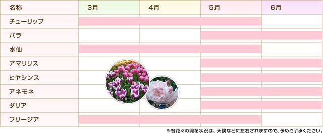画像: キューケンホフ公園で見られる花のカレンダー(一例)