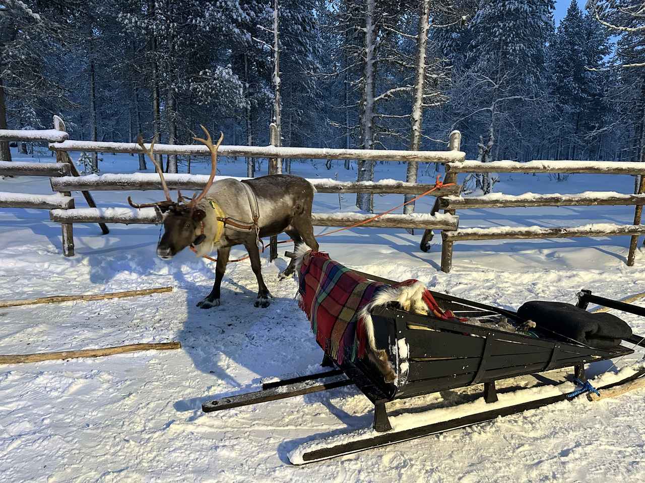 画像1: トナカイ牧場のトナカイ/2025年12月弊社スタッフ撮影