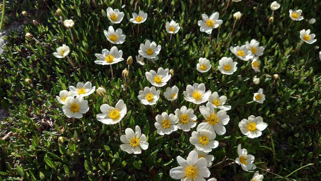 画像: キンポウゲ（添乗員撮影/イメージ）